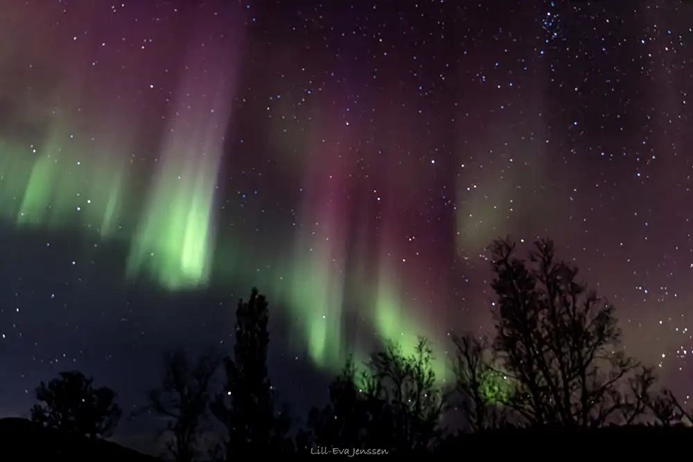 Questa immagine mostra uno straordinario spettacolo di aurora boreale, noto anche come Aurora Boreale. Il cielo notturno è pieno di colori vibranti, soprattutto verde e viola, che danzano su uno sfondo stellato. L'aurora boreale appare come una cortina di luce, con linee verticali che si estendono verso l'alto nel cielo. In primo piano si intravedono le sagome degli alberi, che creano un forte contrasto con il cielo illuminato. Ciò conferisce all'immagine profondità e un senso di scala allo spettacolo celeste.