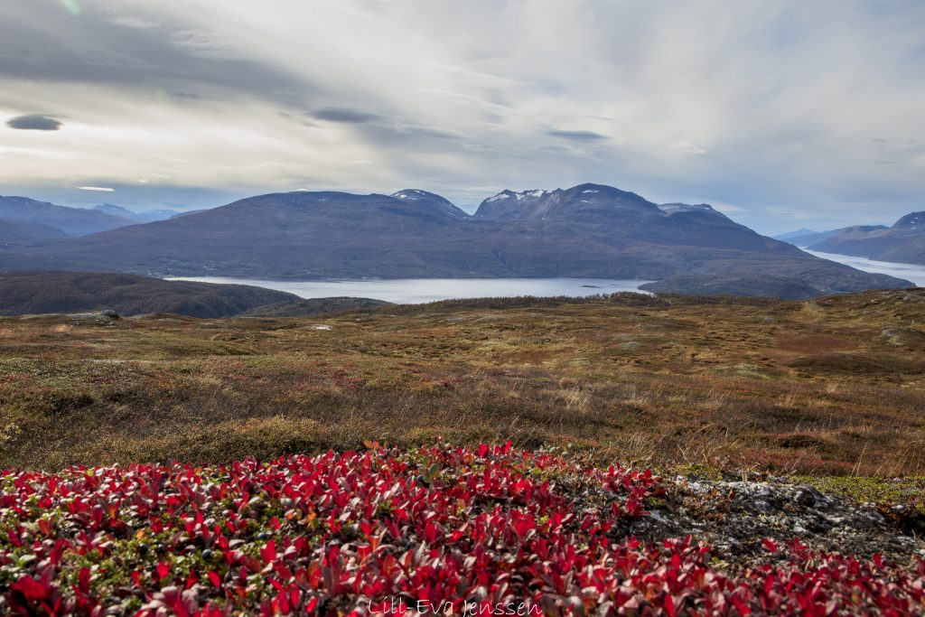 La foto mostra le maestose montagne della Norvegia settentrionale con una variegata copertura nuvolosa sullo sfondo. Davanti c'è un lago circondato da una bellissima erica, che dà un senso di calma e bellezza naturale. --- Fateci sapere se desiderate ulteriori modifiche!